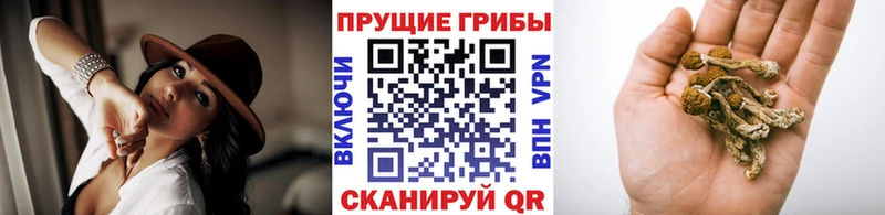 Псилоцибиновые грибы GOLDEN TEACHER  Сорск 